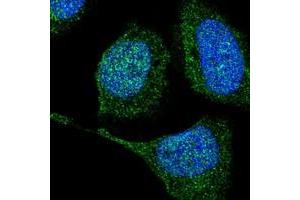 Immunofluorescent staining of human cell line U-2 OS with TXNDC2 polyclonal antibody  at 1-4 ug/mL dilution shows positivity in nucleus but not nucleoli and cytoplasm. (TXNDC2 antibody)