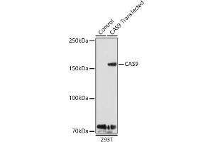 Western blot analysis of extracts of 293T cells and 293T transfected with C protein, using C antibody (ABIN7266523) at 1:1000 dilution. (CRISPR-Cas9 antibody)