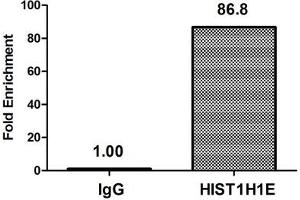 Chromatin Immunoprecipitation Hela (4*10 6 , treated with 30 mM sodium butyrate for 4h) were treated with Micrococcal Nuclease, sonicated, and immunoprecipitated with 5 μg anti-HIST1H1E (ABIN7139188) or a control normal rabbit IgG. (HIST1H1E antibody  (acLys51))