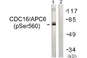 Immunohistochemistry analysis of paraffin-embedded human brain tissue using CDC16/APC6 (Phospho-Ser560) antibody. (CDC16 antibody  (pSer560))