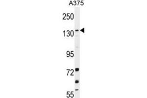 Western Blotting (WB) image for anti-Lysine (K)-Specific Demethylase 4B (KDM4B) antibody (ABIN2996453) (KDM4B antibody)
