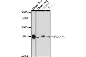 GADD45A Antikörper  (AA 1-165)