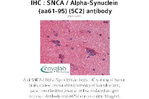 Image no. 1 for anti-Synuclein, alpha (SNCA) (AA 61-95) antibody (ABIN1723185) (SNCA antibody  (AA 61-95))
