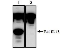 Western Blotting (WB) image for anti-Interleukin 18 (IL18) (AA 37-194) antibody (ABIN1449293)