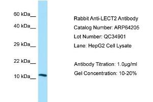 Western Blotting (WB) image for anti-Leukocyte Cell-Derived Chemotaxin 2 (LECT2) (N-Term) antibody (ABIN2789766)