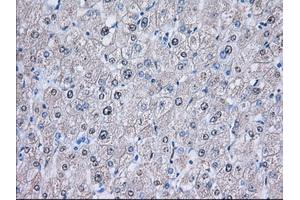 Image no. 6 for anti-Nucleoredoxin-Like 2 (NXNL2) antibody (ABIN1499887) (NXNL2 antibody)