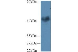 Western Blot; Sample: Mouse Cerebrum lysate; Primary Ab: 2µg/ml Rabbit Anti-Human CNTFR Antibody Second Ab: 0.