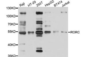 Western blot analysis of extracts of various cell lines, using RORC antibody (ABIN5998714) at 1/1000 dilution. (RORC antibody)