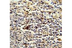 CD1e antibody immunohistochemistry analysis in formalin fixed and paraffin embedded human spleen. (CD1e antibody  (AA 184-212))