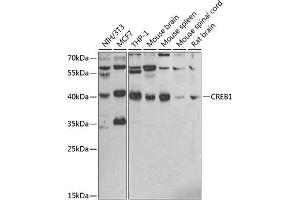 Western blot analysis of extracts of various cell lines, using CREB1 antibody (ABIN6127541, ABIN6139008, ABIN6139011 and ABIN6219541) at 1:1000 dilution. (CREB1 antibody  (AA 1-120))