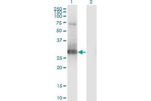 Western Blot analysis of PRRX1 expression in transfected 293T cell line by PRRX1 monoclonal antibody (M01), clone 1E2. (PRRX1 antibody  (AA 1-90))