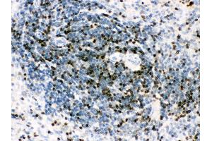 Anti- RUNX3 Picoband antibody, IHC(P) IHC(P): Rat Spleen Tissue (RUNX3 antibody  (AA 128-270))