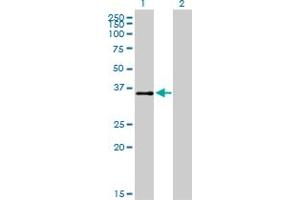 Western Blotting (WB) image for anti-Activating Transcription Factor 1 (AFT1) (AA 1-271) antibody (ABIN513567)