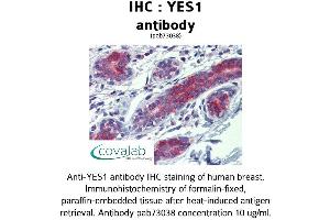 Image no. 1 for anti-V-Yes-1 Yamaguchi Sarcoma Viral Oncogene Homolog 1 (YES1) (AA 284-541) antibody (ABIN1740886) (YES1 antibody  (AA 284-541))