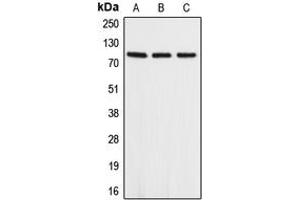Western blot analysis of APLP2 expression in A549 (A), mouse heart (B), rat heart (C) whole cell lysates.