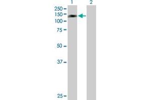 Western Blot analysis of RFX6 expression in transfected 293T cell line by RFX6 MaxPab polyclonal antibody.