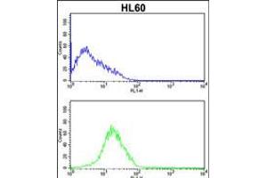 Flow cytometric analysis of HL60 cells (bottom histogram) compared to a negative control cell (top histogram).