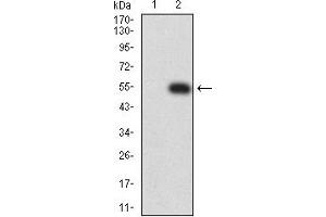 Western blot analysis using CD89 mAb against HEK293 (1) and CD89 (AA: extra 22-227)-hIgGFc transfected HEK293 (2) cell lysate.