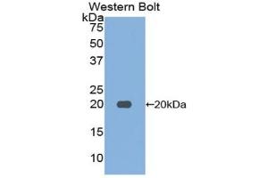 Detection of Recombinant FUR, Mouse using Polyclonal Antibody to Furin (FUR)