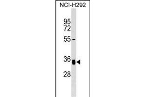 GNPTG Antibody (C-term) (ABIN1536973 and ABIN2849730) western blot analysis in NCI- cell line lysates (35 μg/lane). (GNPTG antibody  (C-Term))