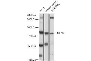 Western blot analysis of extracts of various cell lines, using MFN1 antibody (ABIN7268605) at 1:500 dilution. (MFN1 antibody  (AA 1-100))