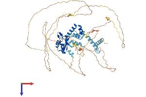 CSTF2T Protein (AA 1-632) (His tag)