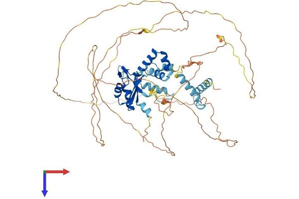 CSTF2T Protein (AA 1-632) (His tag)