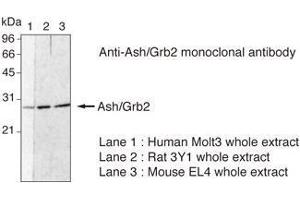 Western Blotting (WB) image for anti-Growth Factor Receptor-Bound Protein 2 (GRB2) (N-Term) antibody (ABIN1449302) (GRB2 antibody  (N-Term))