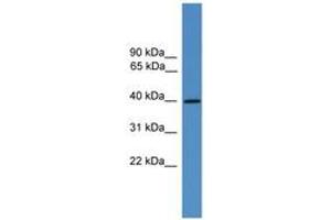 Image no. 1 for anti-Arginine Vasopressin Receptor 2 (AVPR2) (C-Term) antibody (ABIN1492332) (AVPR2 antibody  (C-Term))