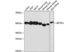 eEF1A1 antibody