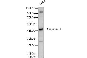 Western blot analysis of extracts of HeLa cells, using Caspase-11 antibody (ABIN6131528, ABIN6137966, ABIN6137967 and ABIN6222159) at 1:500 dilution. (Caspase 4 antibody  (AA 81-266))