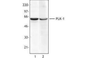 Western Blotting (WB) image for anti-Polo-Like Kinase 1 (PLK1) antibody (ABIN2665334) (PLK1 antibody)