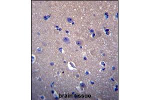 DNAJB6 Antibody (Center) (ABIN656424 and ABIN2845716) immunohistochemistry analysis in formalin fixed and paraffin embedded human brain tissue followed by peroxidase conjugation of the secondary antibody and DAB staining. (DNAJB6 antibody  (AA 218-247))