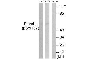 Western Blotting (WB) image for anti-SMAD, Mothers Against DPP Homolog 1 (SMAD1) (pSer187) antibody (ABIN1847368) (SMAD1 antibody  (pSer187))