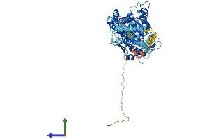 AlphaFold protein structure predicition of Human Recombinant ATL1 Protein, UniprotID Q8WXF7 (ATL1 Protein (AA 1-558) (His tag))
