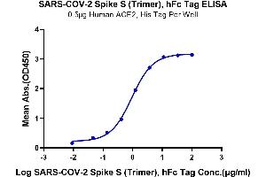 Immobilized Human ACE2 at 5 μg/mL (100 μL/Well). (SARS-CoV-2 Spike Protein (Trimer) (Fc Tag))