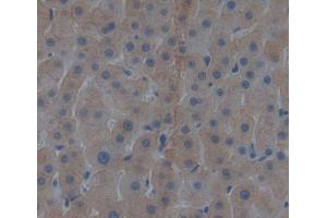 Used in DAB staining on fromalin fixed paraffin- embedded liver tissue (AVPI1 antibody)