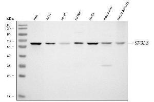 Western blot analysis of SF3A3 using anti-SF3A3 antibody (ABIN7599863).