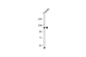 Anti-ATP1A4 Antibody (N-Term) at 1:2000 dilution + Human brain lysate Lysates/proteins at 20 μg per lane. (ATP1A4 antibody  (AA 12-46))