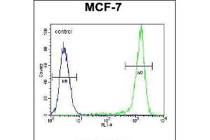 Flow cytometric analysis of MCF-7 cells (right histogram) compared to a negative control cell (left histogram). (Sphingomyelin Synthase 2 antibody  (C-Term))
