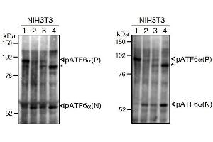 Western Blotting (WB) image for anti-Activating Transcription Factor 6 (ATF6) (N-Term) antibody (ABIN2451923) (ATF6 antibody  (N-Term))