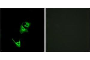 Immunofluorescence analysis of HeLa cells, using GLP1R Antibody.
