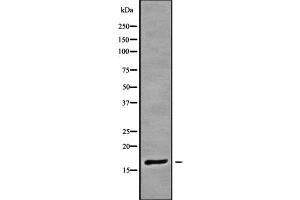 Western blot analysis of RPAB3 using HeLa whole cell lysates (POLR2H antibody  (Internal Region))