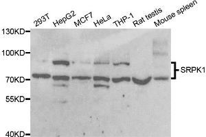 Western blot analysis of extracts of various cell lines, using SRPK1 antibody. (SRPK1 antibody)