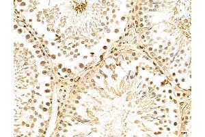 ABIN7094339 and ABIN7098386 at 1/100 staining Rat testis tissue by IHC-P. (LENG8 antibody  (Internal Region))