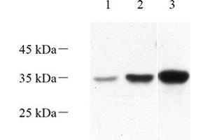 Western blot analysis of Torsin A (ABIN7075942) at dilution of 1: 1000,Lane 1: Mouse kidney tissue lysate,Lane 2: Mouse liver tissue lysate,Lane 3: Rat liver tissue lysate (TOR1A antibody)