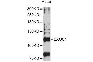 Western blot analysis of extracts of HeLa cells, using EXOC1 Antibody (ABIN5996713) at 1:3000 dilution.