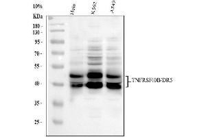 anti-Tumor Necrosis Factor Receptor Superfamily, Member 10b (TNFRSF10B) (AA 233-440) antibody