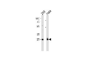 Cdk2 Antibody (T14) (ABIN1881192 and ABIN2841623) western blot analysis in 293,Hela cell line lysates (35 μg/lane).