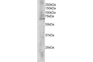 ABIN184688 staining (4 ug/ml) of Human Brain lysate (RIPA buffer, 35 ug total protein per lane).